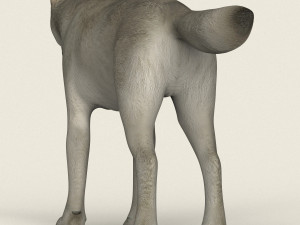 low poly realistic white wolf 3D Model