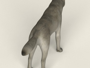low poly realistic white wolf 3D Model