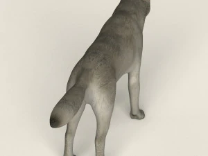 low poly realistic white wolf 3D Model