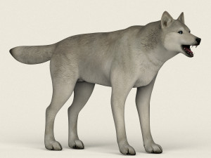 low poly realistic white wolf 3D Model