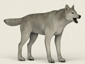 low poly realistic white wolf 3D Model