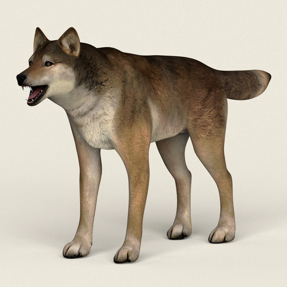 low poly realistic red wolf 3D Model .c4d .max .obj .3ds .fbx .stl .blend 