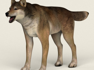 low poly realistic red wolf 3D मॉडल