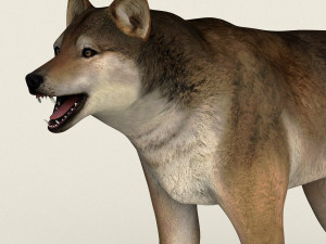 low poly realistic red wolf 3D Model