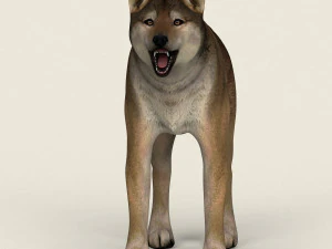 low poly realistic red wolf 3D Model