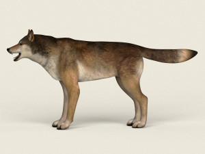 low poly realistic red wolf 3D Model