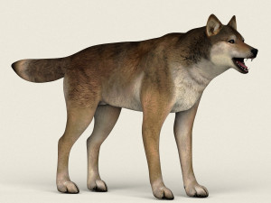 low poly realistic red wolf 3D Model