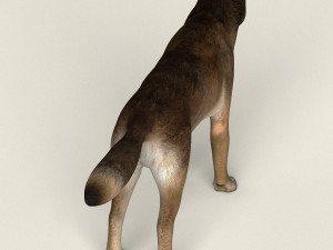 low poly realistic red wolf 3D Model