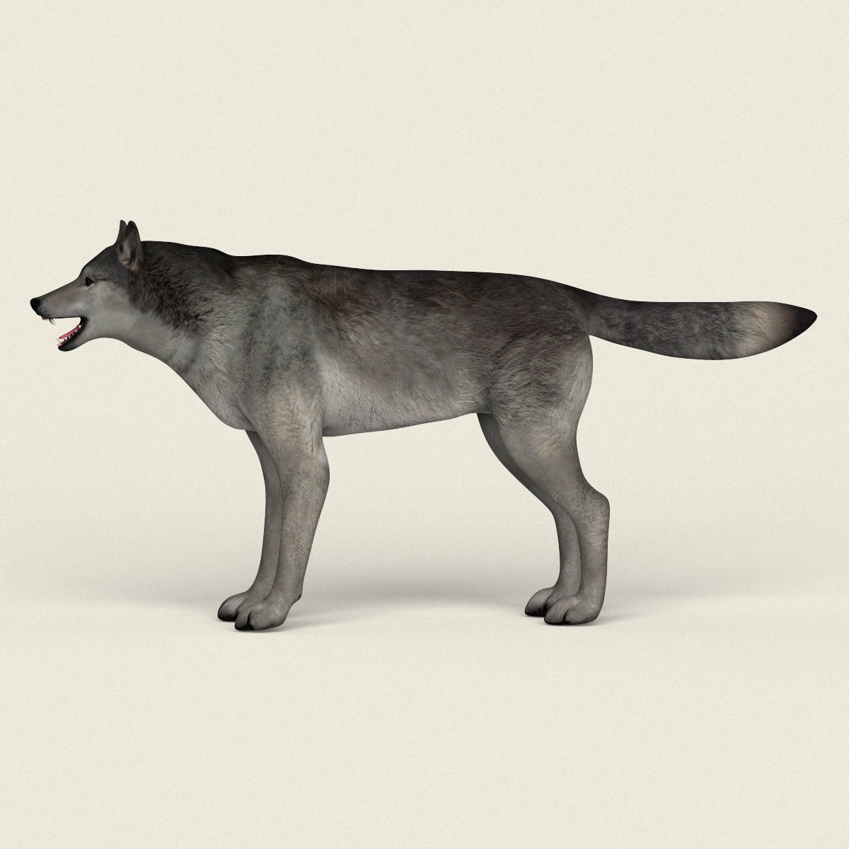 3D model Fur Gray Wolf Rigged V01 in Blender VR / AR / low-poly