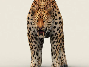 low poly leopard 3D Model