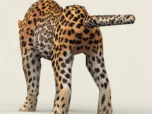 low poly leopard 3D Model