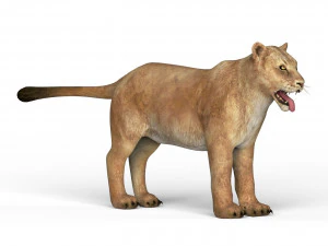 雌ライオン 3Dモデル