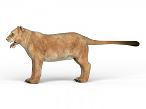 lioness Modelo 3D