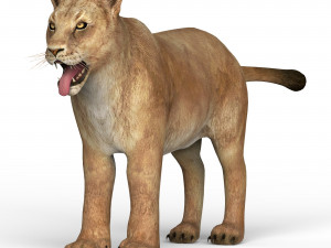 lioness Modelo 3D