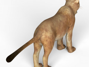lioness Modelo 3D