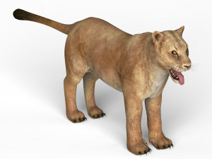 lioness Modelo 3D