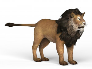Lion 3D Model