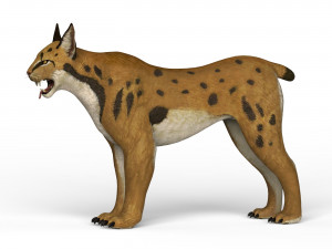 game ready lynx Model 3D