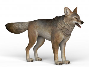 game ready wolf 3D Model