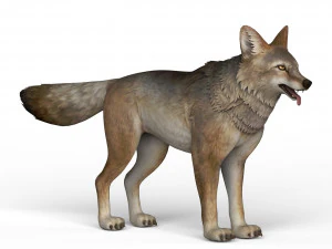 lupo pronto per il gioco Modello 3D