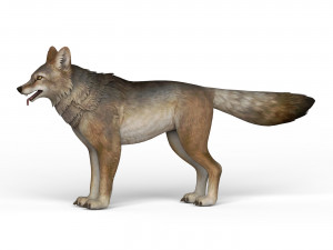 game ready wolf Model 3D