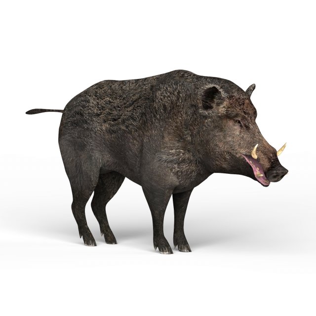 wild boar Modèle 3D .c4d .max .obj .3ds .fbx .stl .blend