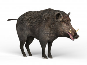 wild boar 3D मॉडल