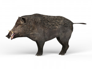 wild boar Modèle 3D