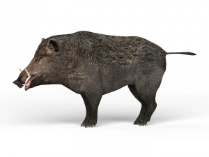 cinghiale Modello 3D