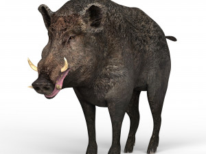 wild boar Modèle 3D