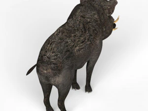 cinghiale Modello 3D
