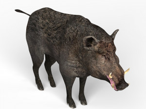 wild boar Modèle 3D