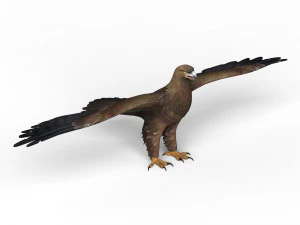 game ready eagle 3D Model