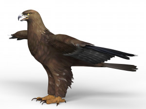 game ready eagle 3Dモデル
