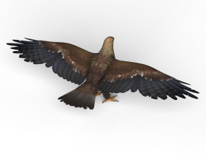 game ready eagle 3Dモデル
