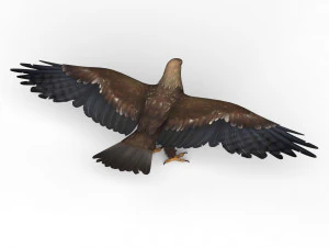 game ready eagle 3D Model
