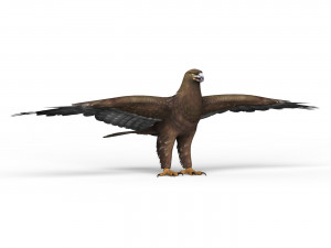 game ready eagle 3Dモデル