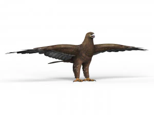 game ready eagle 3D Model
