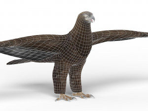 game ready eagle 3Dモデル