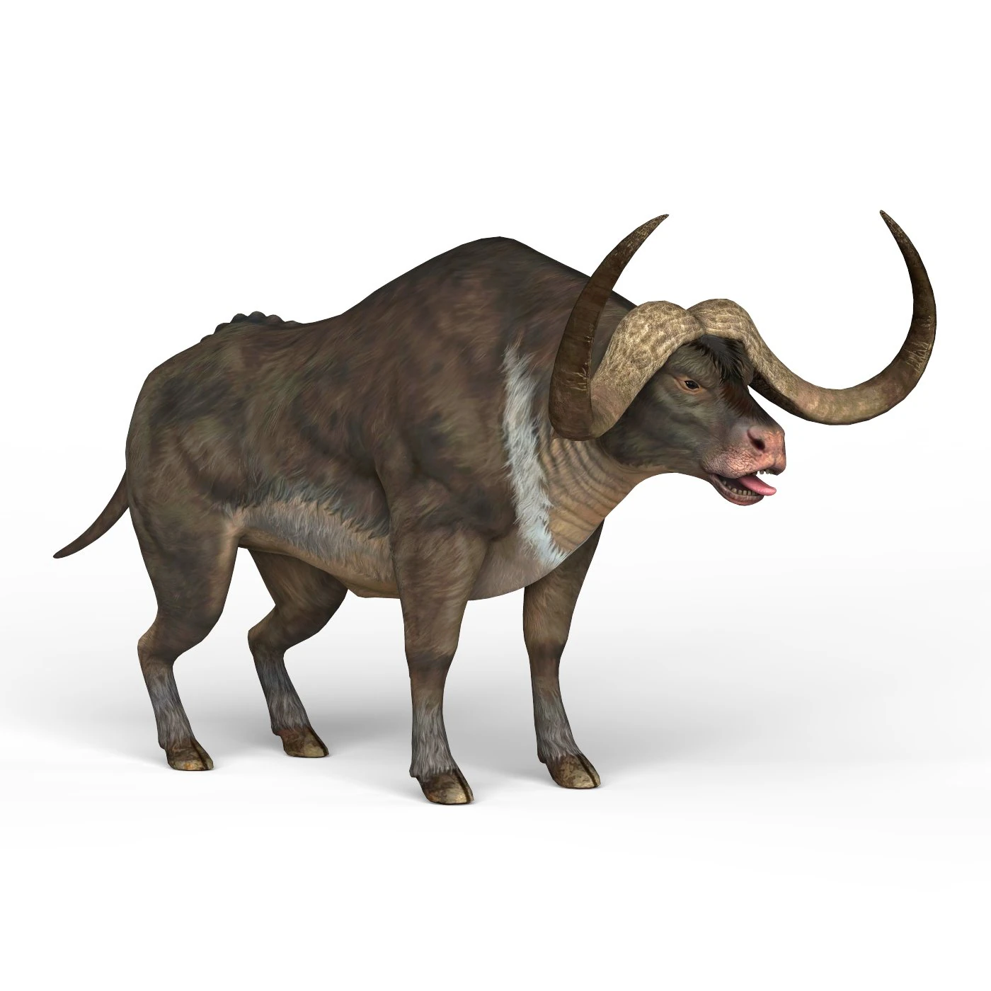 B&uacute;falo Modelo 3D .c4d .max .obj .3ds .fbx .stl .blend 