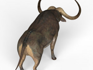 Buffalo Modèle 3D