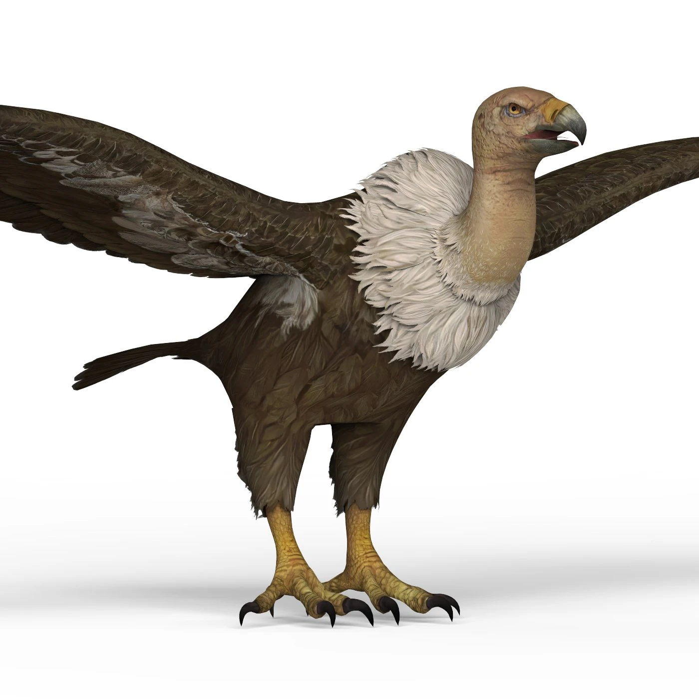 vulture 3D Model .c4d .max .obj .3ds .fbx .stl .blend 