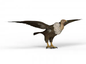 vulture 3D Model