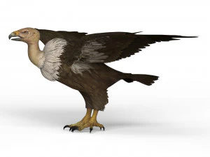 vulture 3D Model