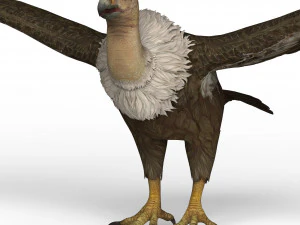 vulture 3D Model