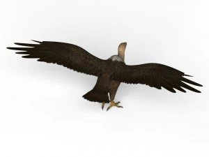 vulture 3D Model