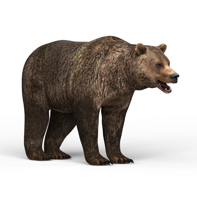 wild bear Model 3D .c4d .max .obj .3ds .fbx .stl .blend 
