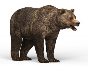 wild bear 3D Models