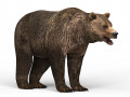 Wild Bear 3D Model