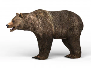 जंगली भालू 3D मॉडल